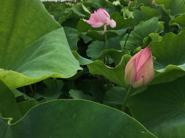 はす田の花_道の駅 立田ふれあいの里