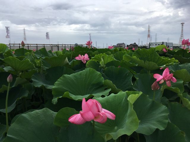 はすの花_立田ふれあいの里