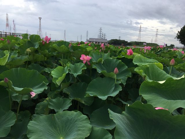 隣接の森川花はす田_道の駅 立田ふれあいの里