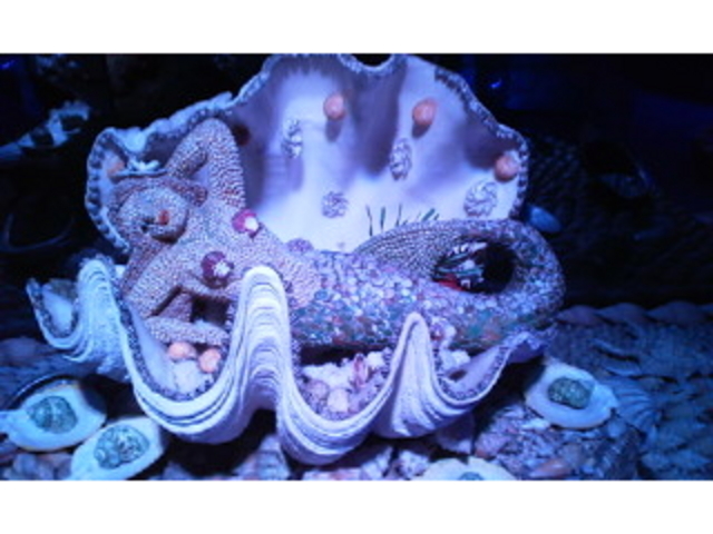 貝殻の人魚_竹島ファンタジー館