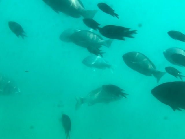 癒しです。_ちょこっと海散歩 スタークルーズ館山