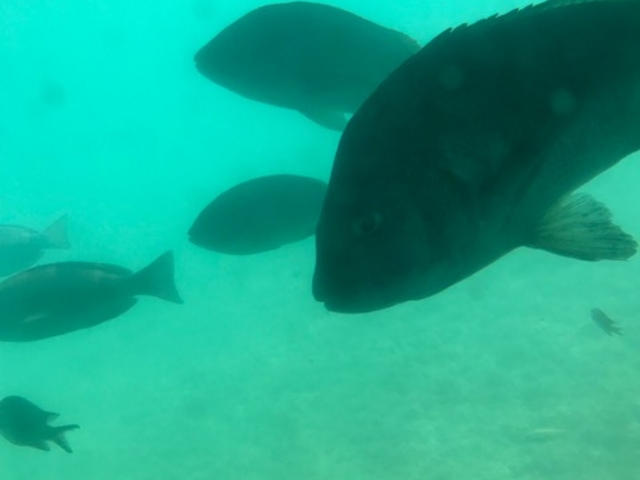 クロダイです。_ちょこっと海散歩 スタークルーズ館山