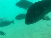 ケンちゃんさんのちょこっと海散歩 スタークルーズ館山の投稿写真3