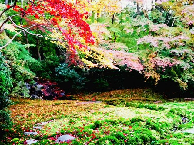 瑠璃光院のお庭_瑠璃光院