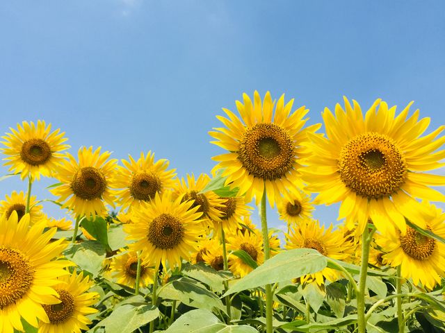 とても暑かったけど向日葵を見て元気をもらいました!_座間市ひまわり畑