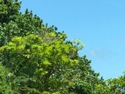 さーぴーさんの杉安川仲島公園の投稿写真1