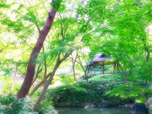 【六義園 つつじ茶屋】8月、山陰橋から濃い緑に包まれた眺め_六義園 つつじ茶屋