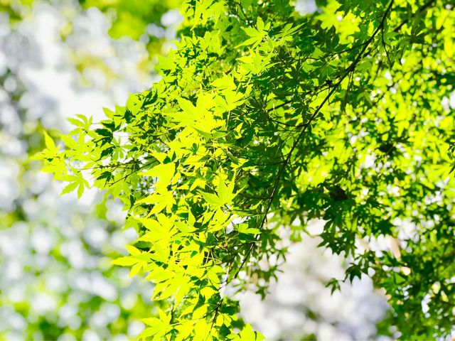【六義園 つつじ茶屋】真夏の『青もみじ』_六義園 つつじ茶屋