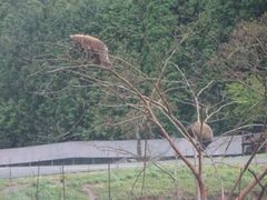 秋吉台自然動物公園サファリランドの写真2