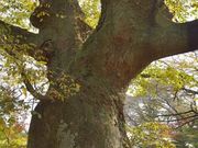 アクセルゼンカイさんの金山の大ケヤキの投稿写真1