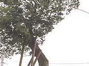 アクセルゼンカイさんの原町の大ケヤキの投稿写真1