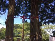 poporonさんの武雄神社(武雄五社大明神)の投稿写真4