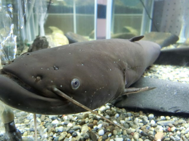 滋賀県立琵琶湖博物館