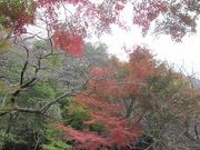 すずめめだかさんの足立森林公園の投稿写真1