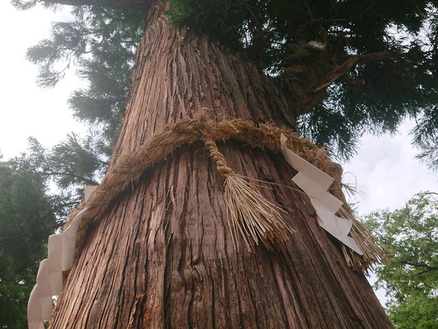 健康パワーの「孝養杉」_穂高神社