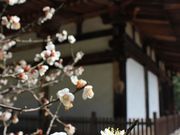 Yanwenliさんの秋篠寺の投稿写真2