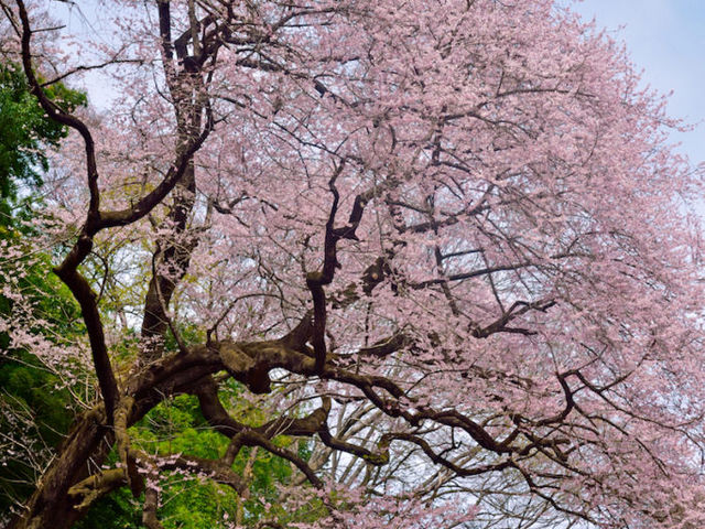 おけいさんの北本自然観察公園の投稿写真3