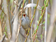 おけいさんの北本自然観察公園の投稿写真1