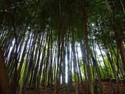 おけいさんの北本自然観察公園の投稿写真2