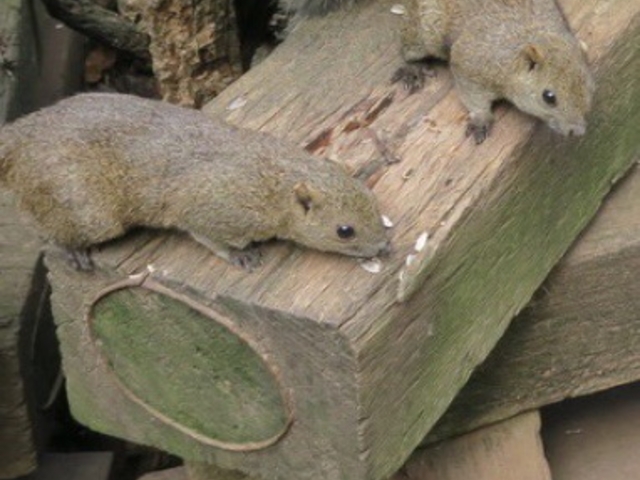 りすたち_町田リス園