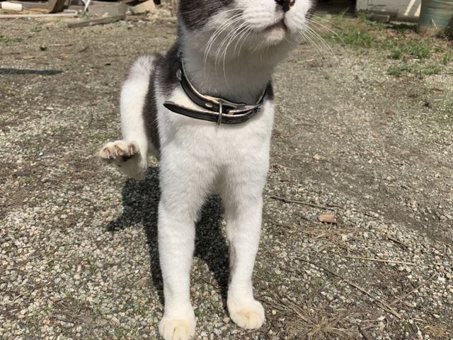 看板猫ちゃん_小石原焼 秀山窯