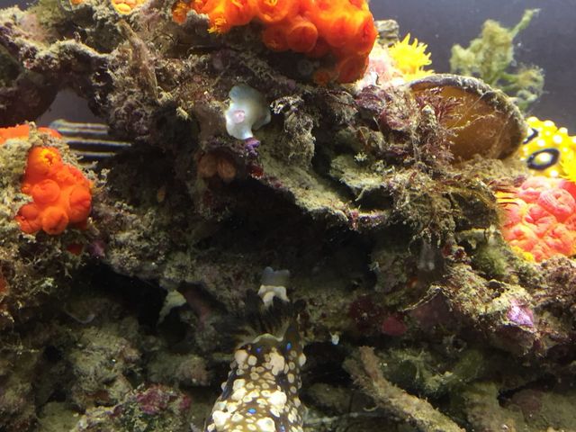 ウミウシ!_海洋自然博物館マリンジャム
