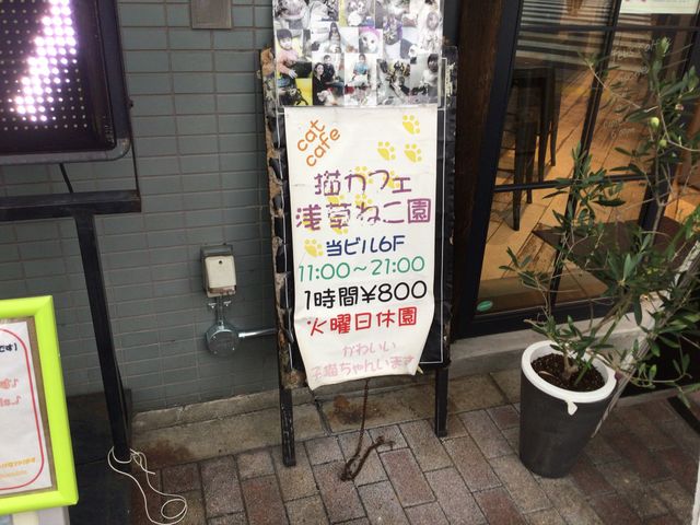 浅草ねこ園_浅草ねこ園