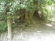 七郎さんの城の山自然歩道の投稿写真1