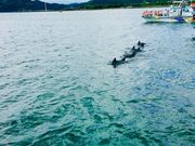世界の郷さんのイルカウォッチングの投稿写真1