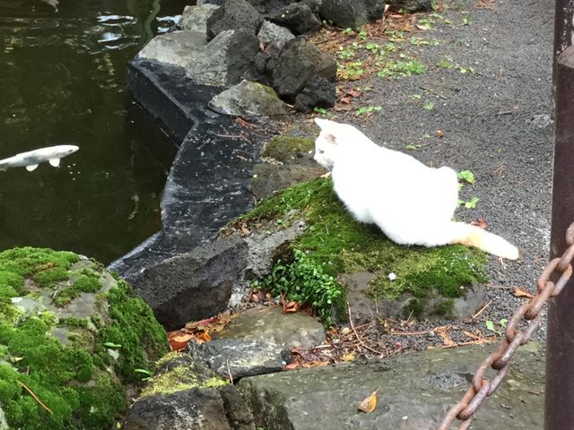 参道脇の池にて_伊豆山神社