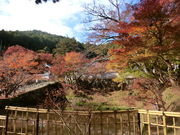 やんまあさんの円通寺の紅葉の投稿写真1