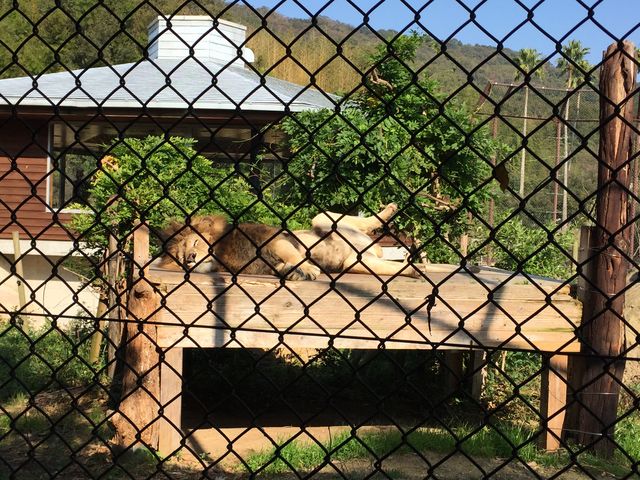 足を広げておなかをあっためる_とくしま動物園 北島建設の森