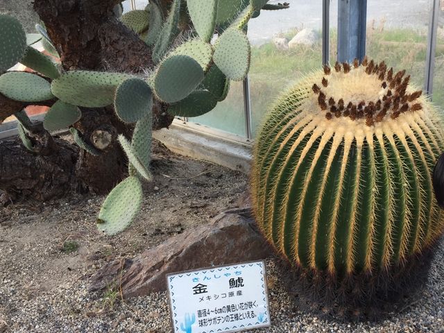 奥まで行くと小さなサボテン館が。いや、ホントに小さいですが。_神戸ワイナリー農業公園