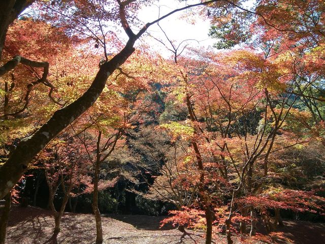 きょうさんの麓城跡紅葉の投稿写真1