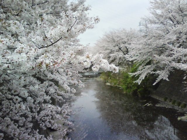 恩田川の桜_恩田川
