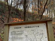 panchanさんの和泉葛城山ブナ林の投稿写真1