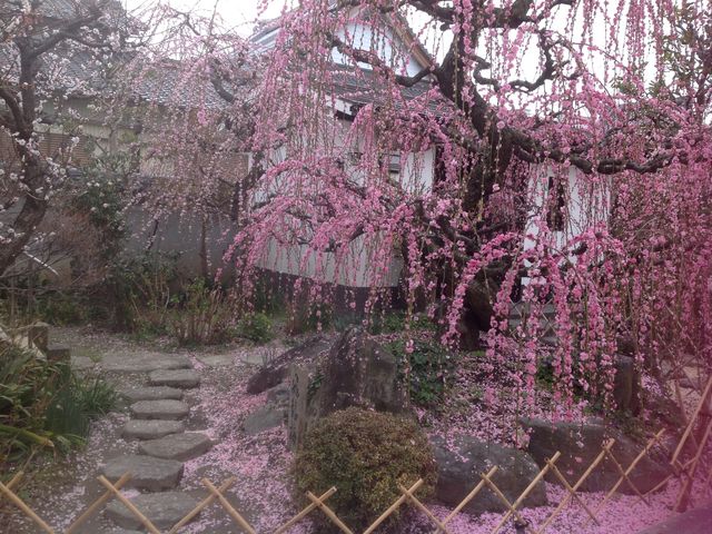 寺町界隈の寺の一つ_寺町界隈