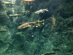 サケのふるさと千歳水族館の写真1
