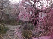 こうむさんの寺町界隈の投稿写真1