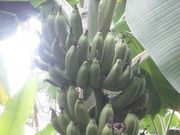 静さんのみとろフルーツパークの投稿写真2