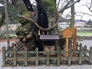 ike55jpさんの弥栄神社のケヤキの投稿写真1