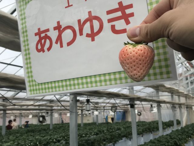 きれいなあわゆき_町田いちご狩り農園