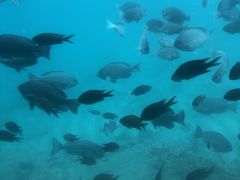 ちょこっと海散歩 スタークルーズ館山の写真1