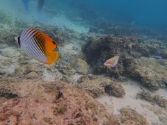 ゆかりんさんの石垣島 ADVENTURE PiPiへの投稿写真1