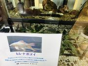かずりんさんの七城温泉ドームの投稿写真12