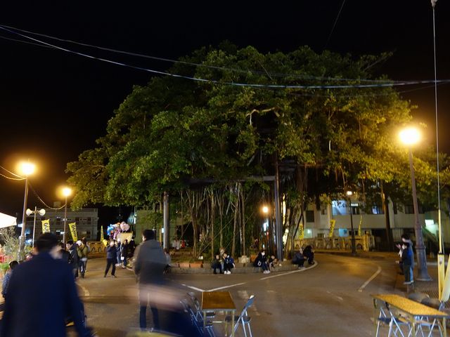 夜の名護桜祭り_名護のひんぷんガジュマル