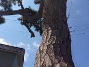 カワさんの名松鍛冶屋の一本松の投稿写真1