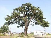 つねさんの名松鍛冶屋の一本松の投稿写真1