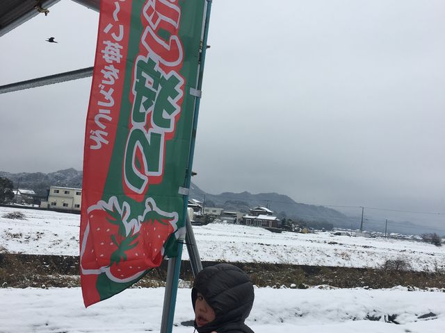 ホンマにおススメ
いちごちゃん_かぐや農園