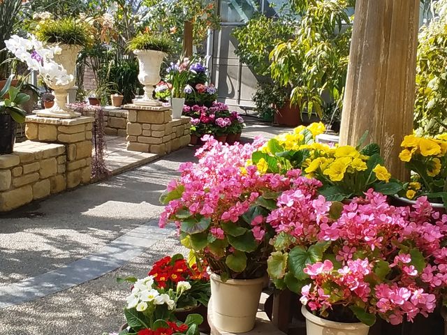 色とりどりの花_佐野植物公園